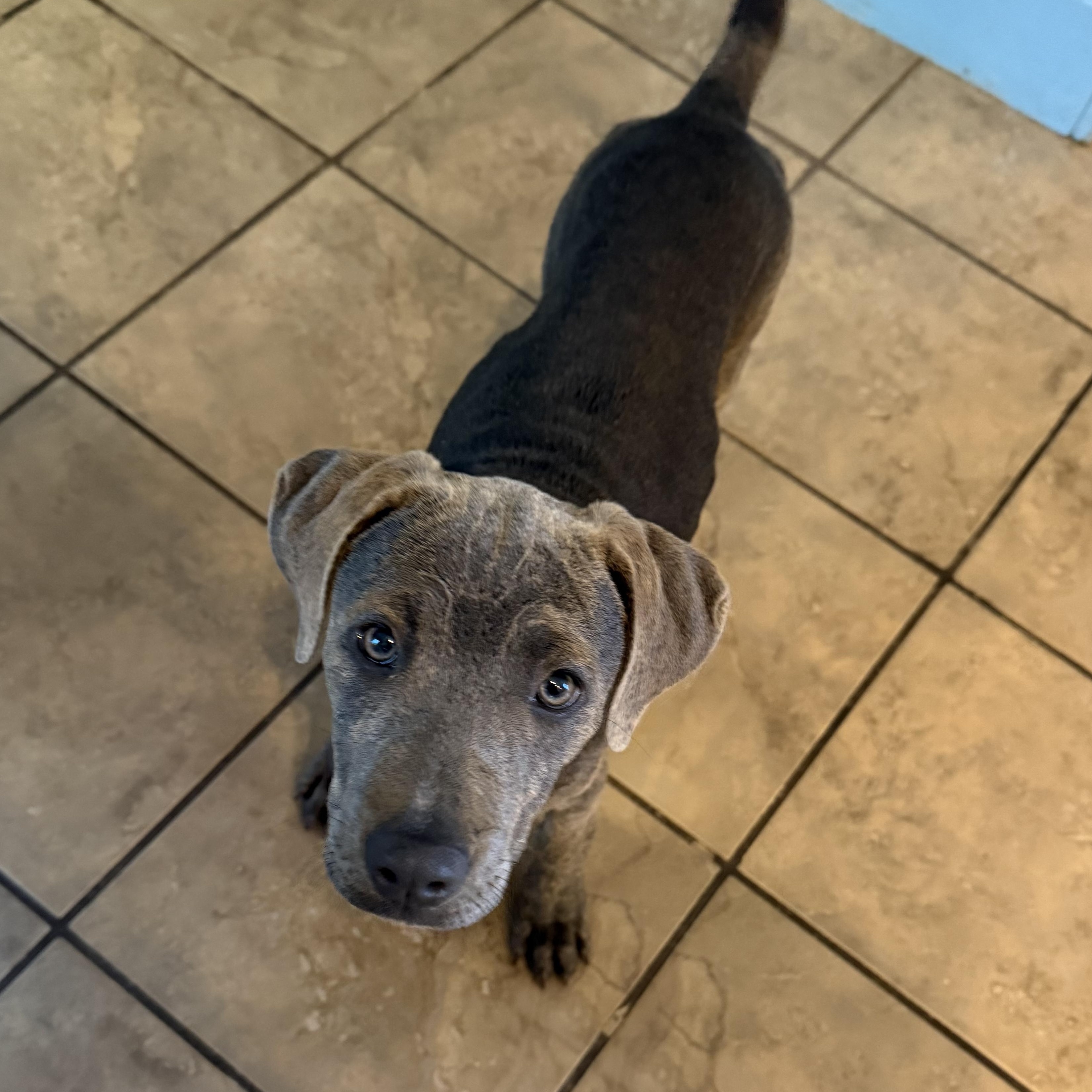 Enlarge Elenor Elementary - Local pup, a Adoptable mixed breed in Andover, MA image 5/6