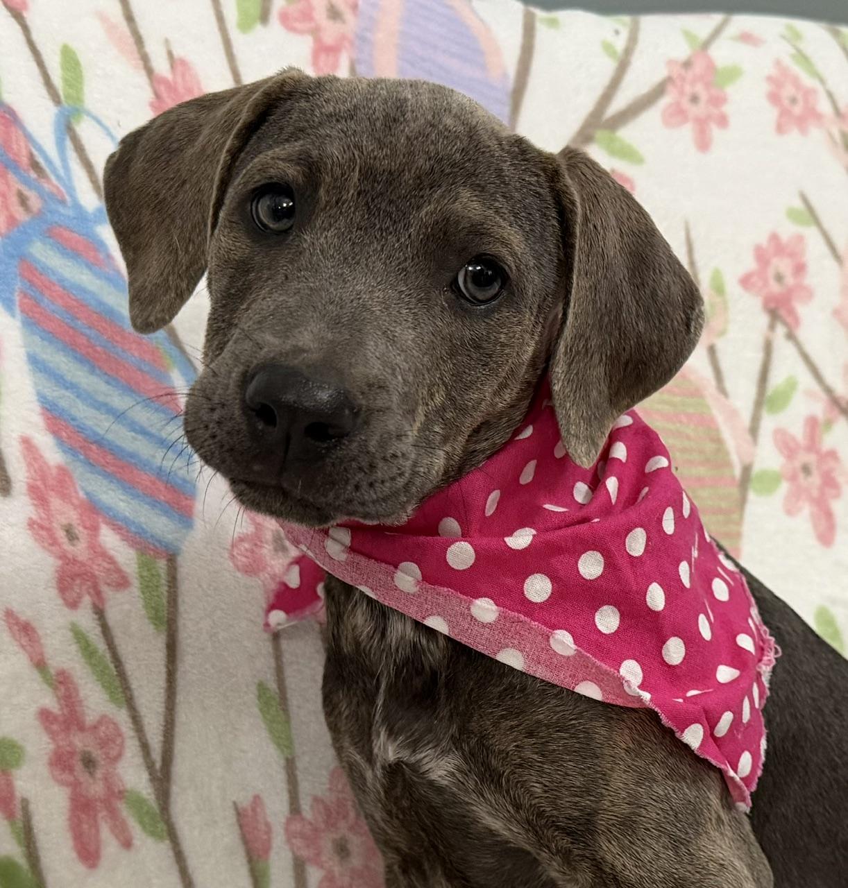Enlarge Elenor Elementary - Local pup, a Adoptable mixed breed in Andover, MA image 6/6
