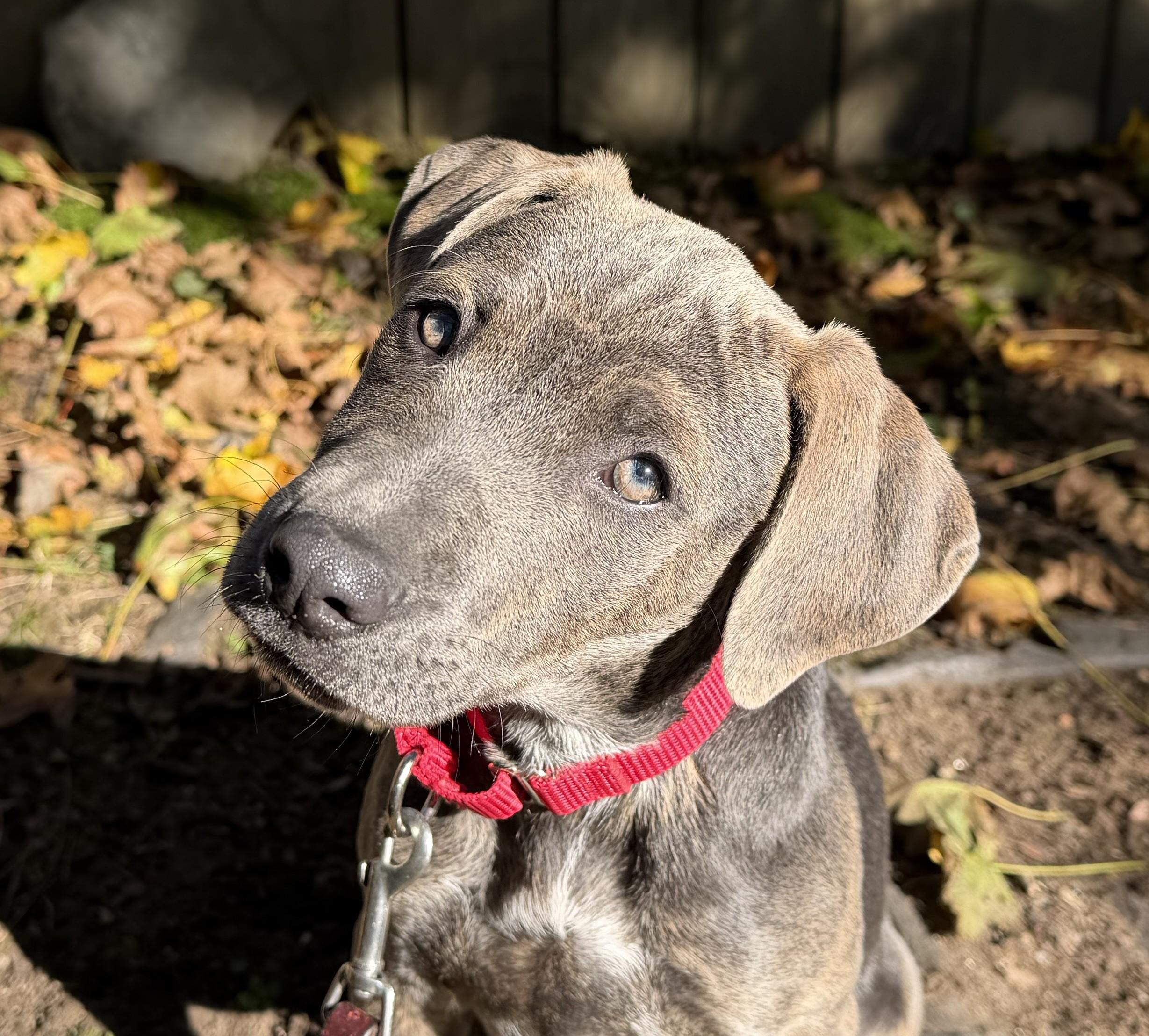 Enlarge Elenor Elementary - Local pup, a Adoptable mixed breed in Andover, MA image 1/6