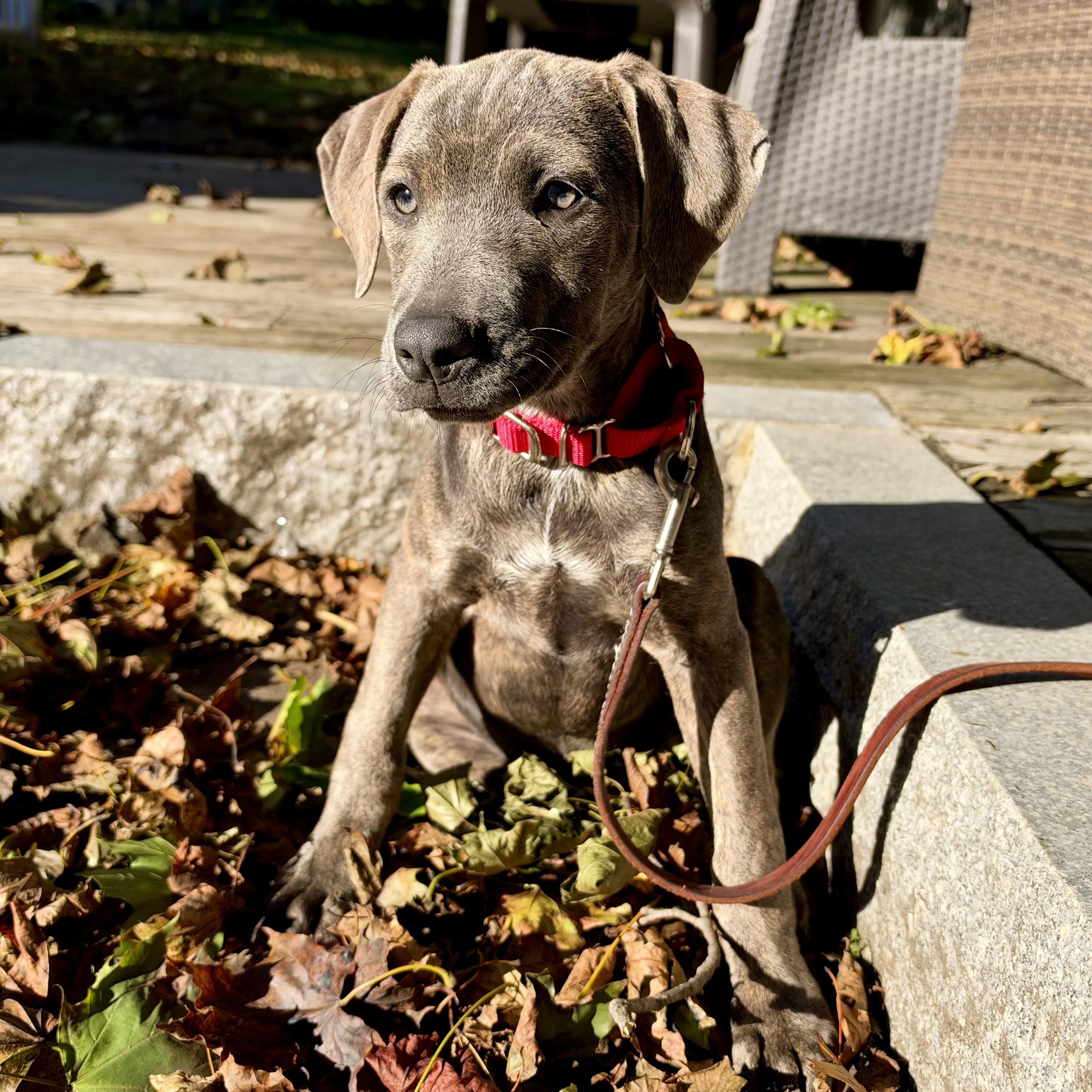 Enlarge Elenor Elementary - Local pup, a Adoptable mixed breed in Andover, MA image 3/6