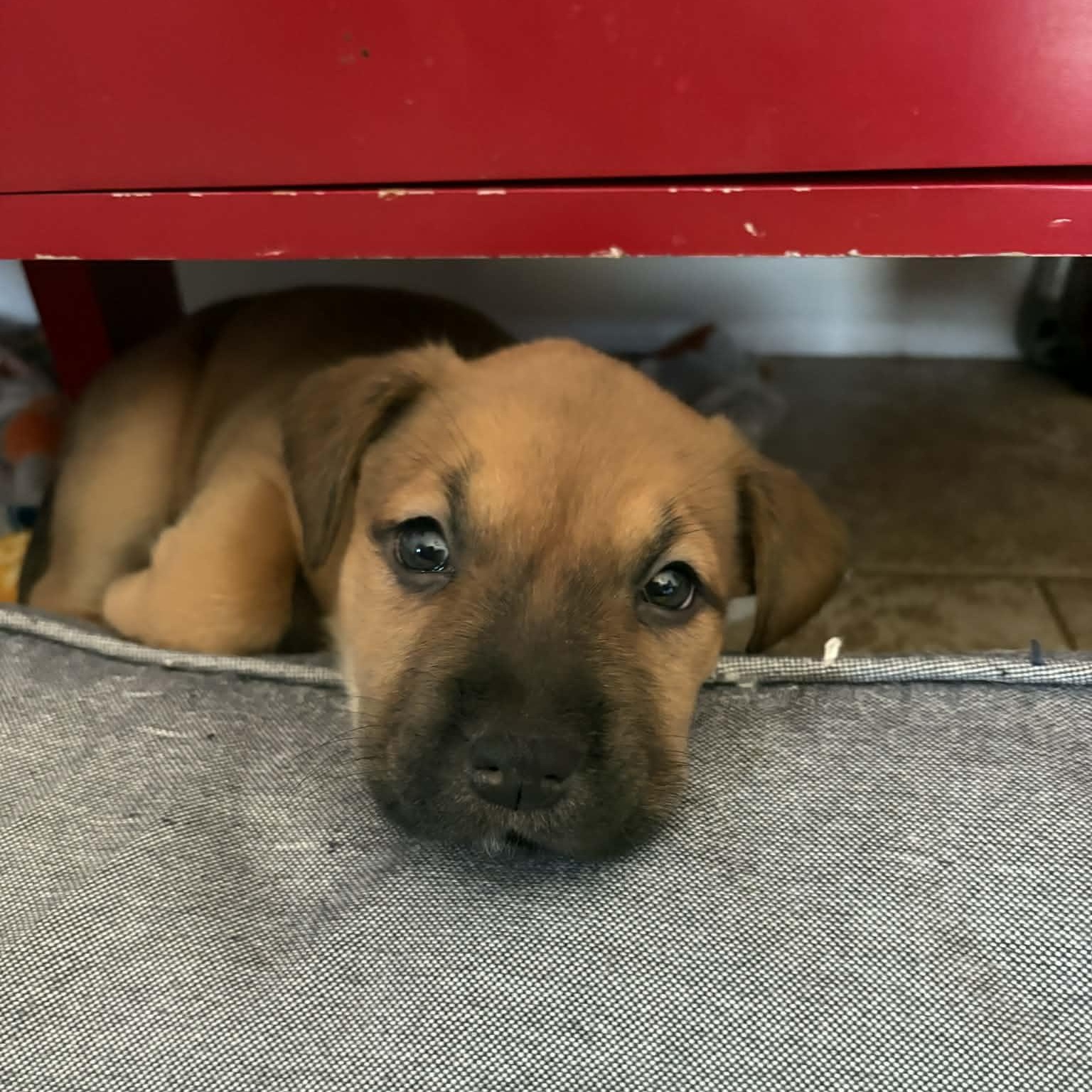 Halo, a Adoptable mixed breed in O'Fallon, MO image 1/3