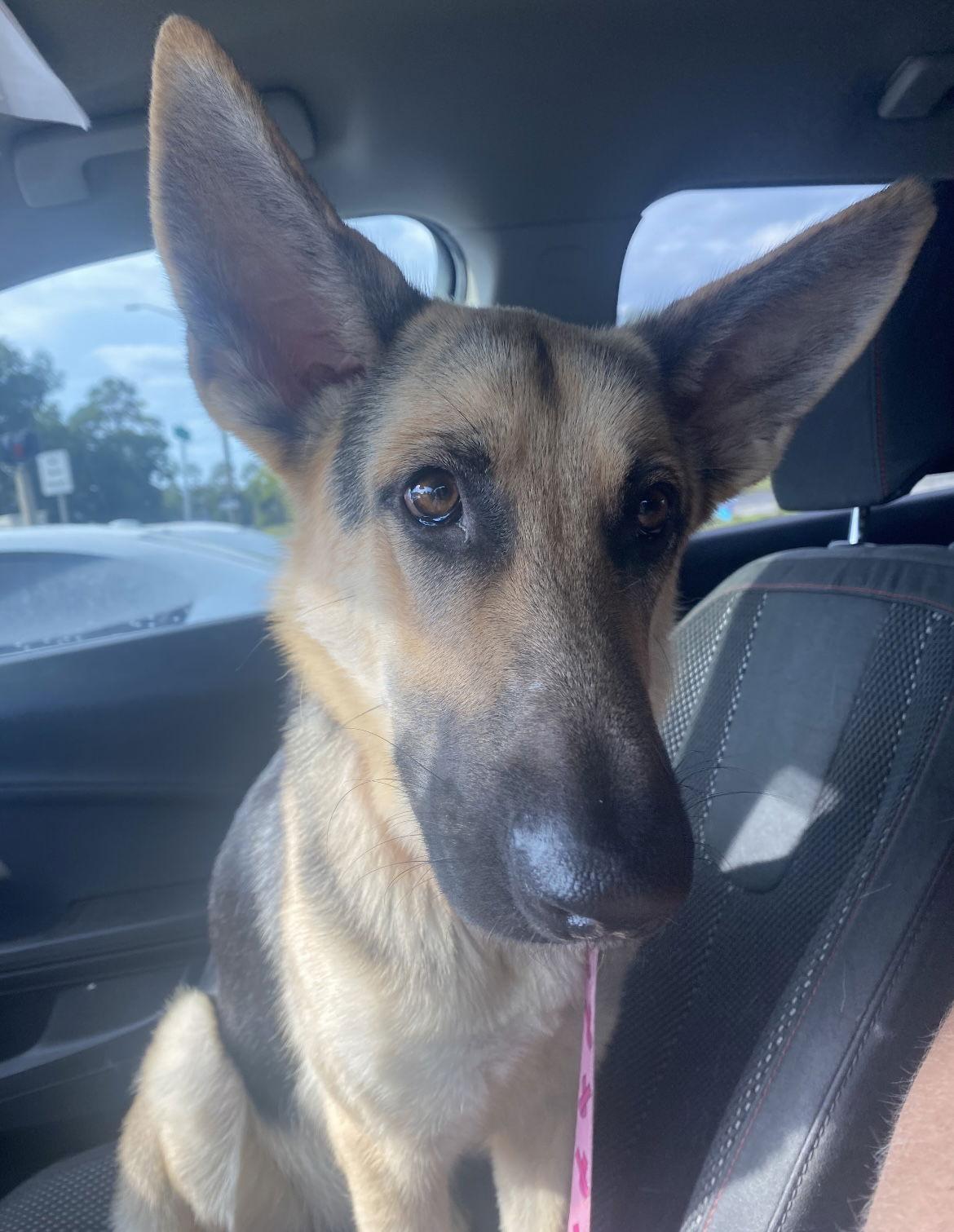 Lola, Adopted, Young Female German Shepherd Dog.