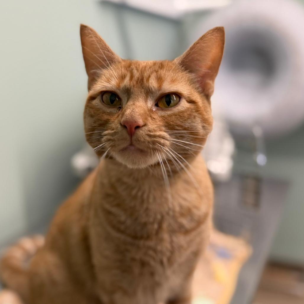 Ruby, Adoptable, Adult Female Domestic Short Hair.
