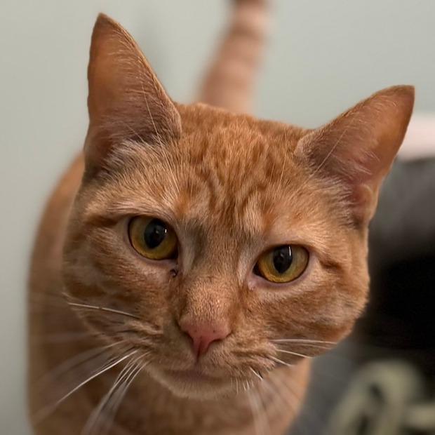 Enlarge Ruby, a Adoptable Domestic Short Hair in Pittsford, VT image 2/2
