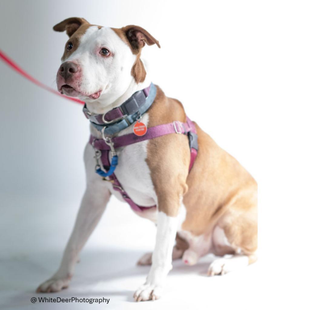 Adam, Adoptable, Senior Male Mixed Breed.