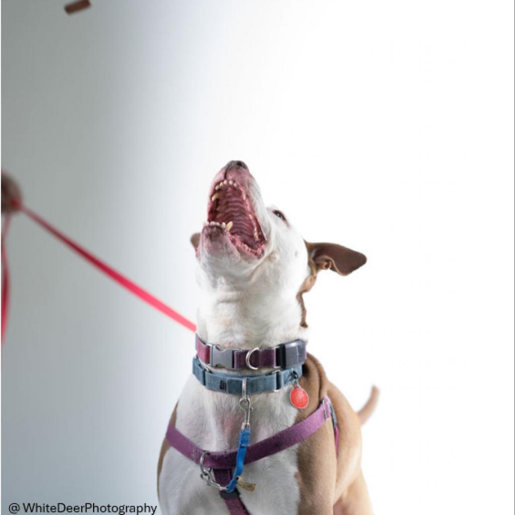 Enlarge Adam, a Adoptable Mixed Breed in Pittsburgh, PA image 2/6