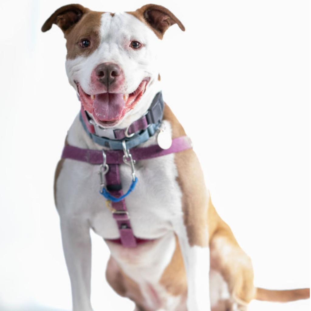 Enlarge Adam, a Adoptable Mixed Breed in Pittsburgh, PA image 3/6