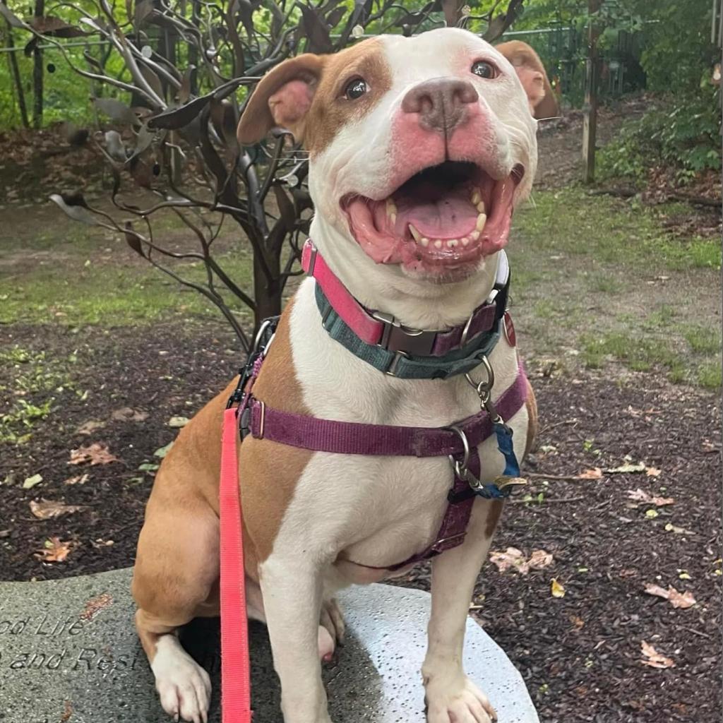 Enlarge Adam, a Adoptable Mixed Breed in Pittsburgh, PA image 4/6