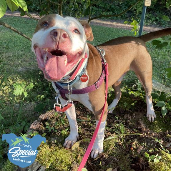 Enlarge Adam, a Adoptable Mixed Breed in Pittsburgh, PA image 5/6