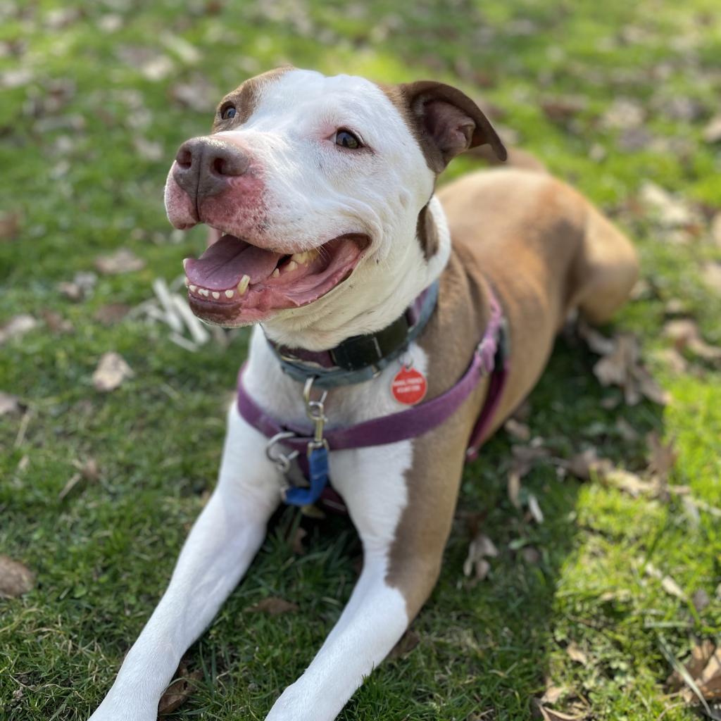 Enlarge Adam, a Adoptable Mixed Breed in Pittsburgh, PA image 6/6