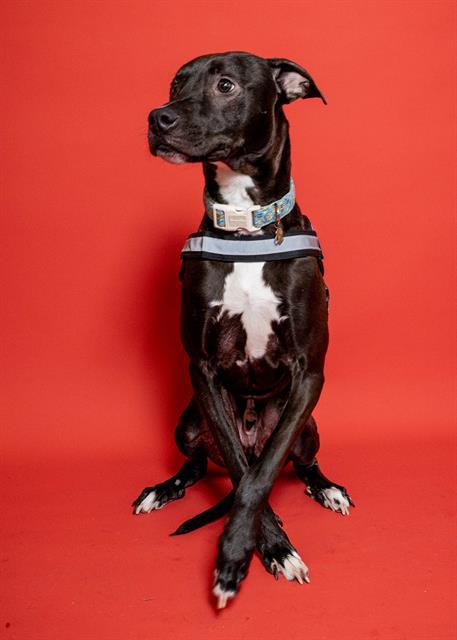 SASUKE, Adoptable, Young Male American Staffordshire Terrier.