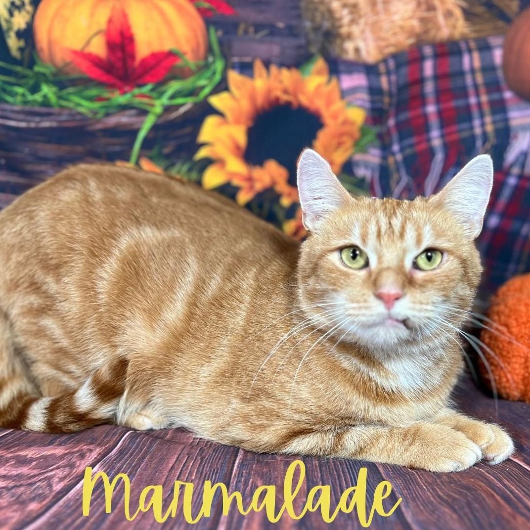 Marmalade