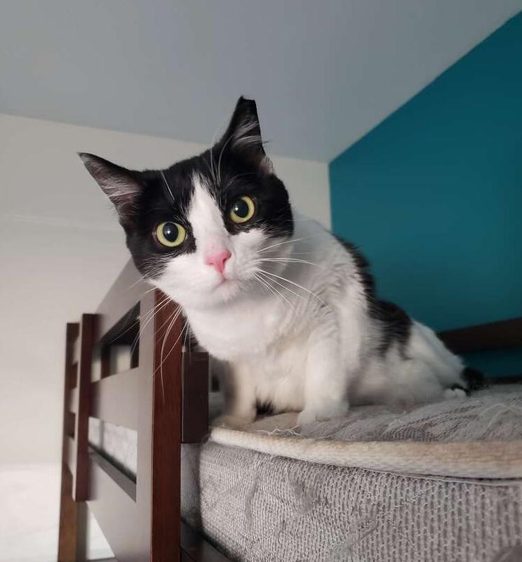 Enlarge Latinum, a Adoptable Domestic Short Hair in West Columbia, SC image 1/6