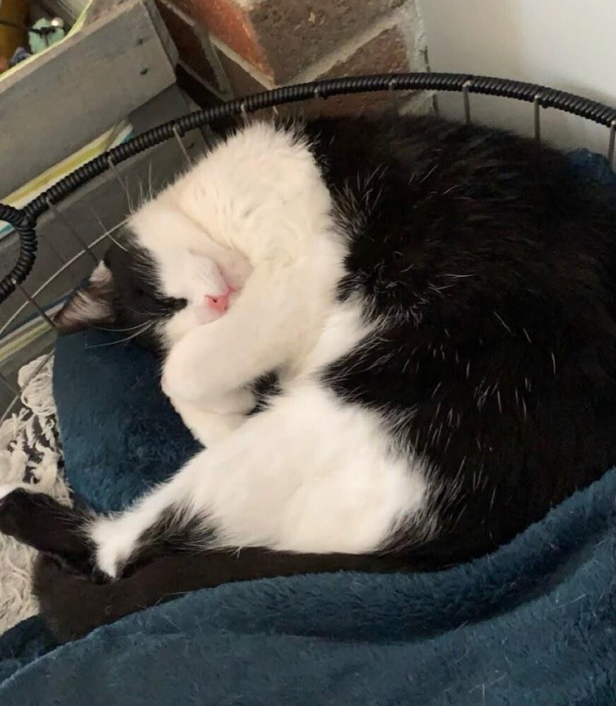 Enlarge Latinum, a Adoptable Domestic Short Hair in West Columbia, SC image 2/6