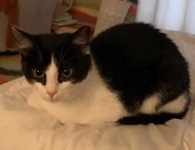 Enlarge Latinum, a Adoptable Domestic Short Hair in West Columbia, SC image 3/6