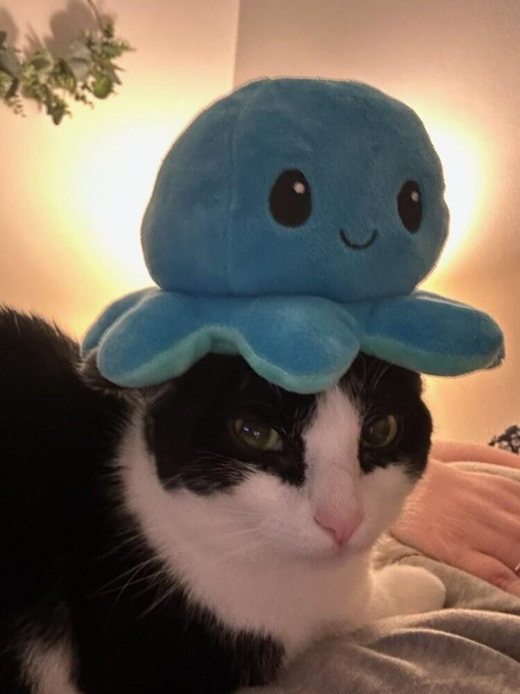 Enlarge Latinum, a Adoptable Domestic Short Hair in West Columbia, SC image 4/6