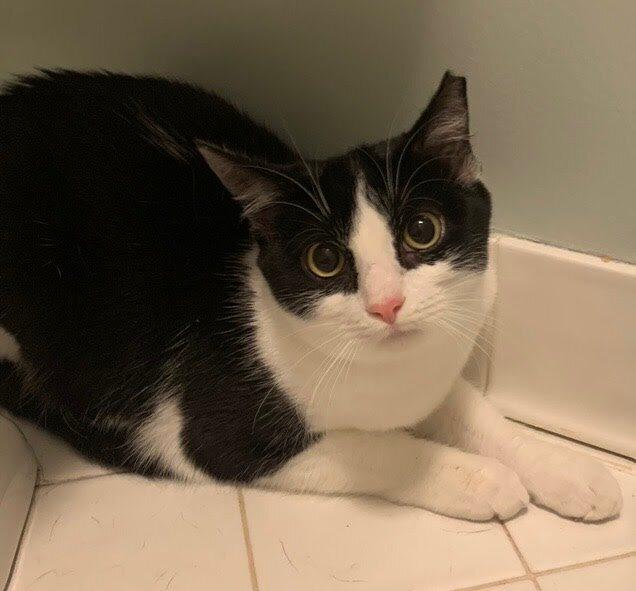 Enlarge Latinum, a Adoptable Domestic Short Hair in West Columbia, SC image 5/6