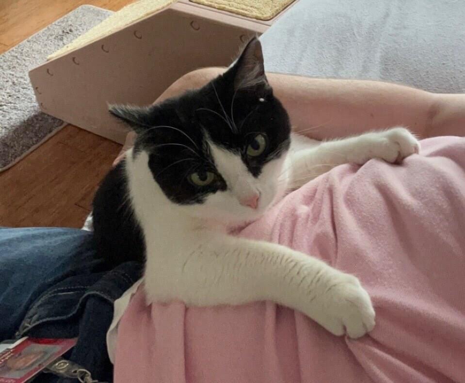 Enlarge Latinum, a Adoptable Domestic Short Hair in West Columbia, SC image 6/6