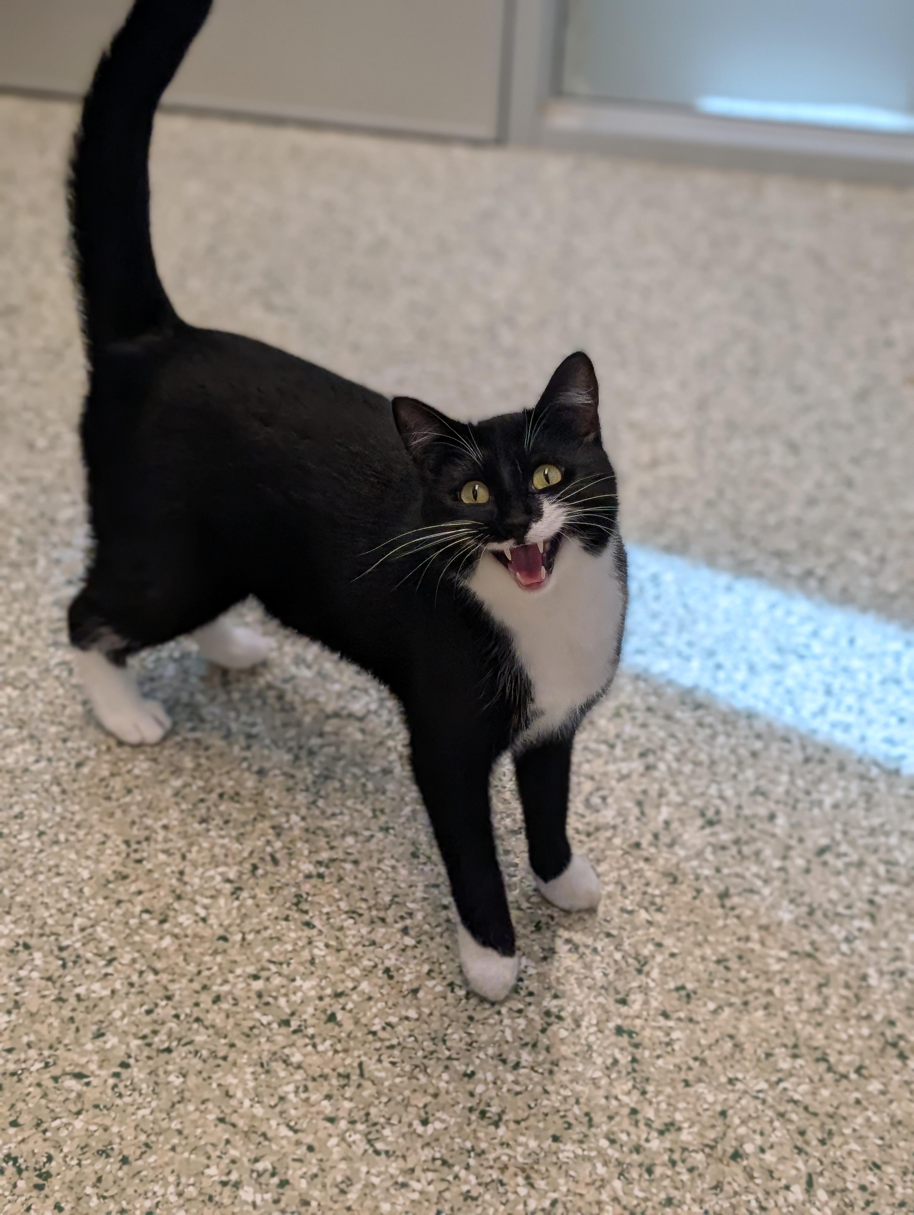 Enlarge Skippy, a Adoptable Domestic Short Hair in Cedar Rapids, IA image 1/1