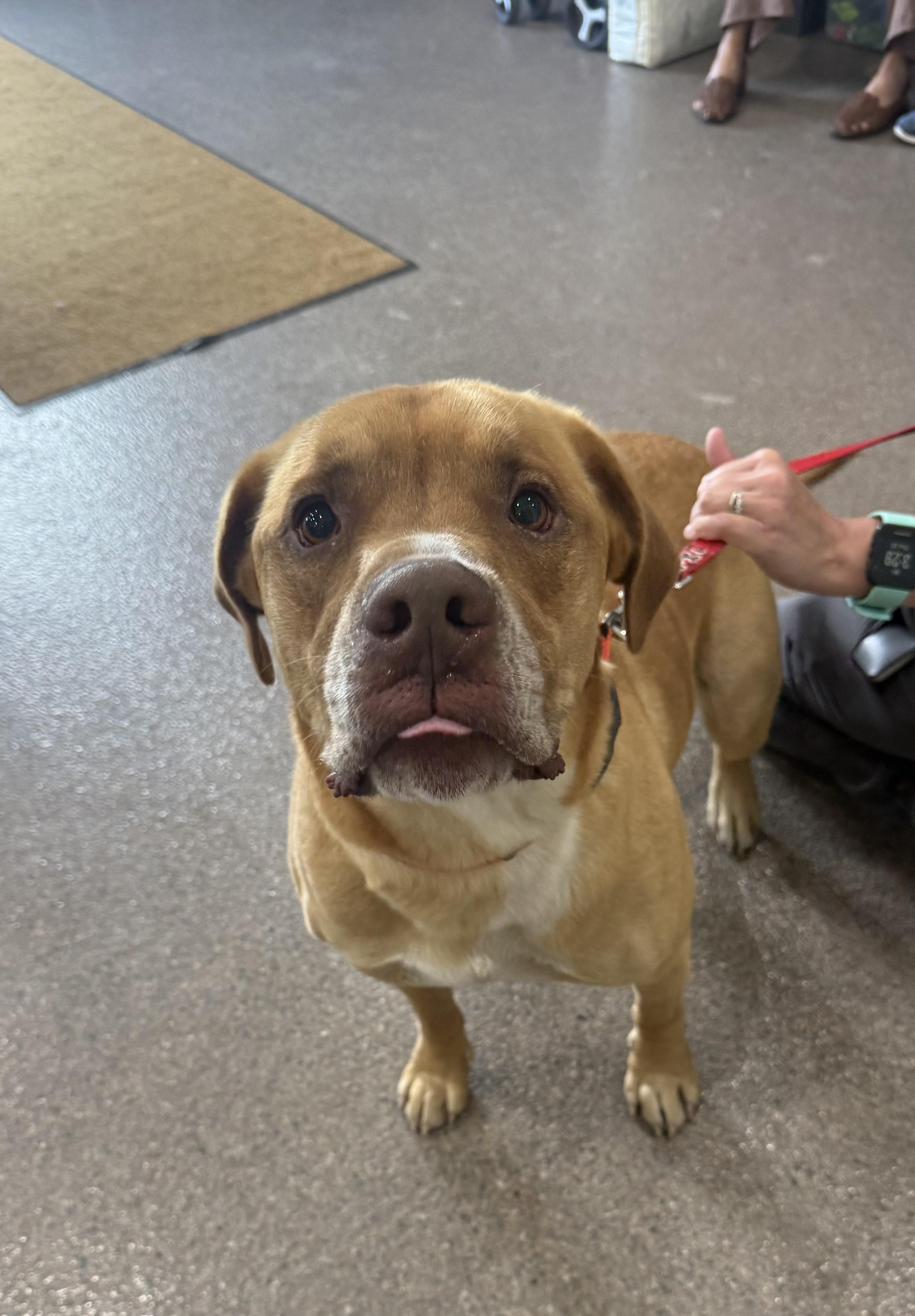 Chum, an adopted mixed breed in Sault Sainte Marie, MI image 3/3