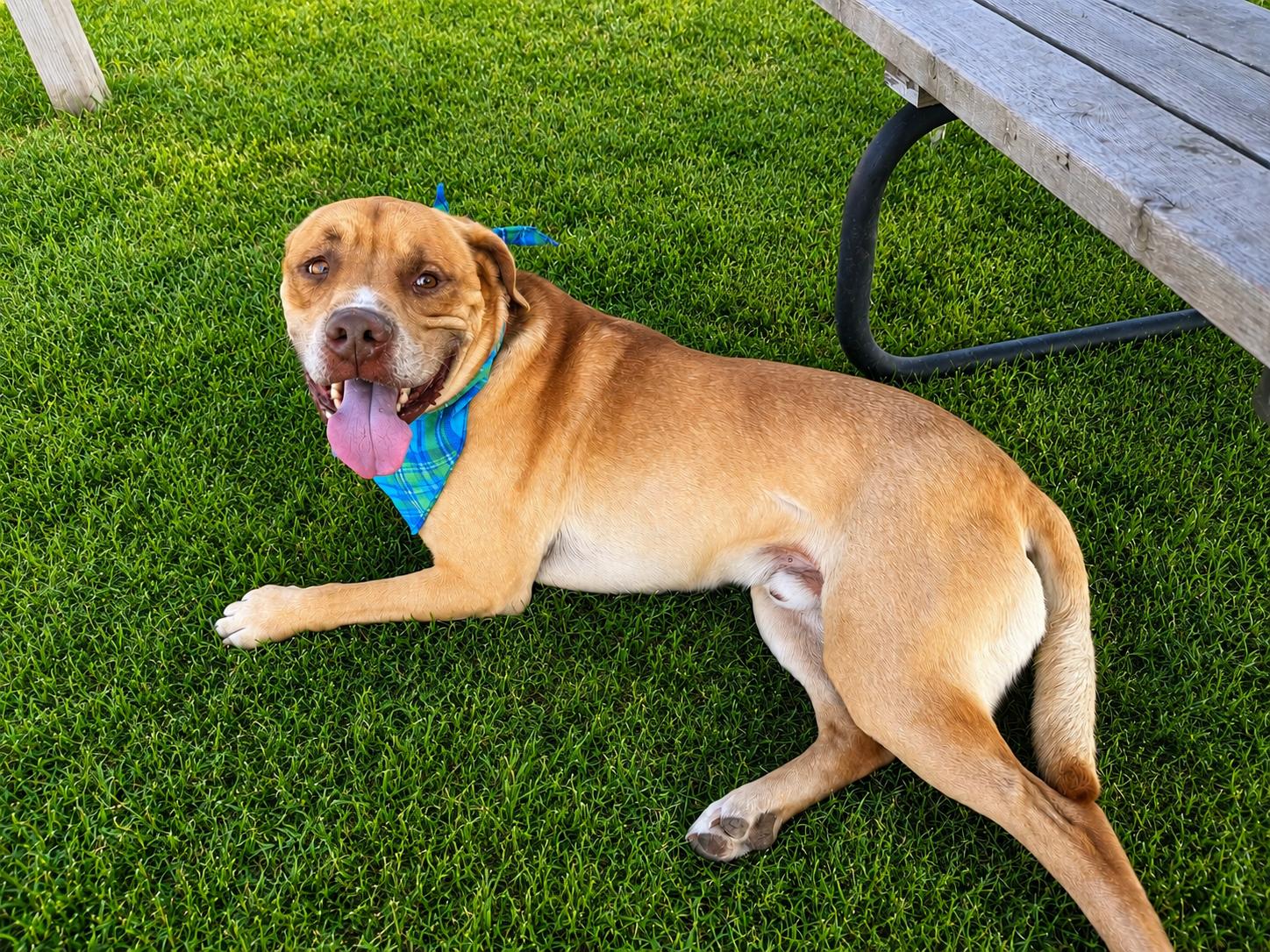 Chum, an adopted mixed breed in Sault Sainte Marie, MI image 2/3