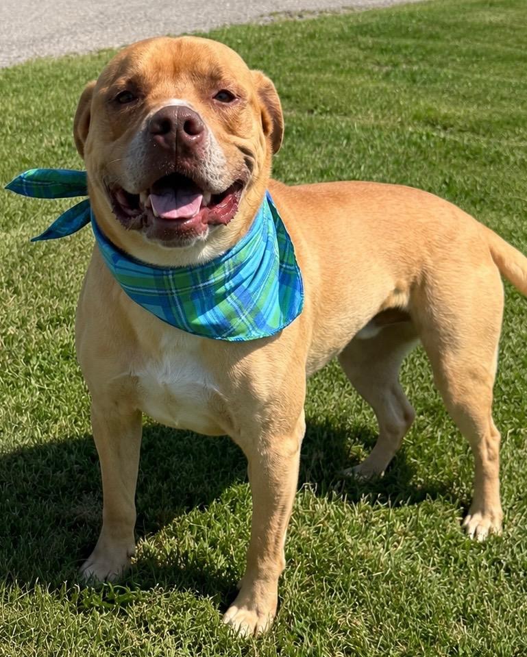 Chum, adopted, Adult Male Mixed Breed.