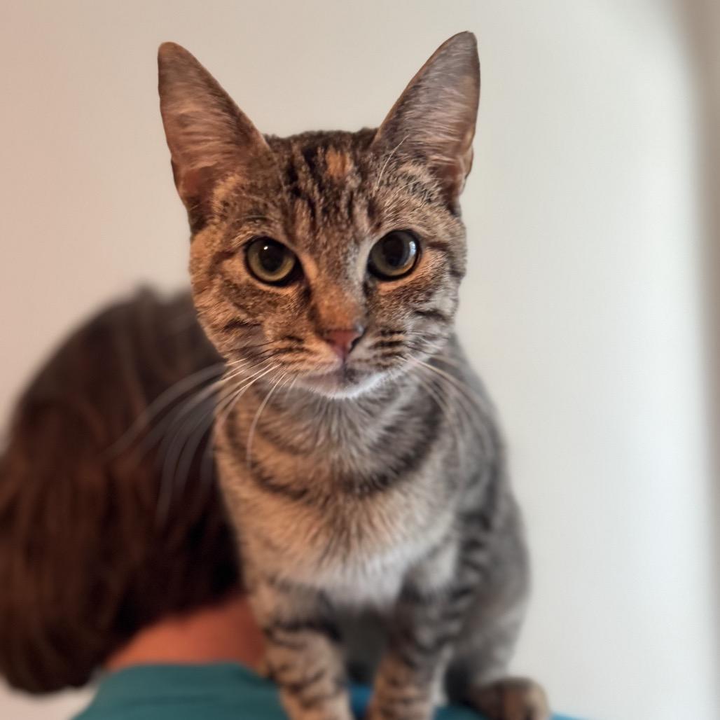 Birdie Willis-RW, Adoptable, Young Female Domestic Short Hair.
