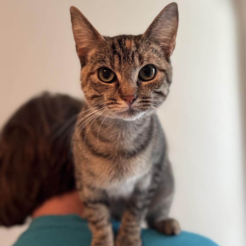 Enlarge Birdie Willis-RW, a Adoptable Domestic Short Hair in Tallahassee, FL image 2/2