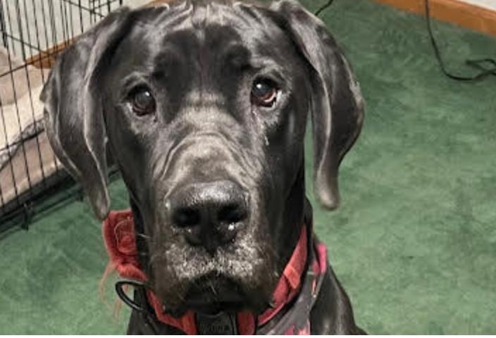 Cooper, Adoptable, Young Male Great Dane.