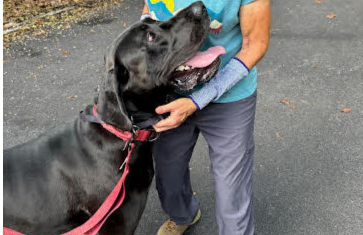 Enlarge Cooper, a Adoptable Great Dane in Pine Beach, NJ image 2/2