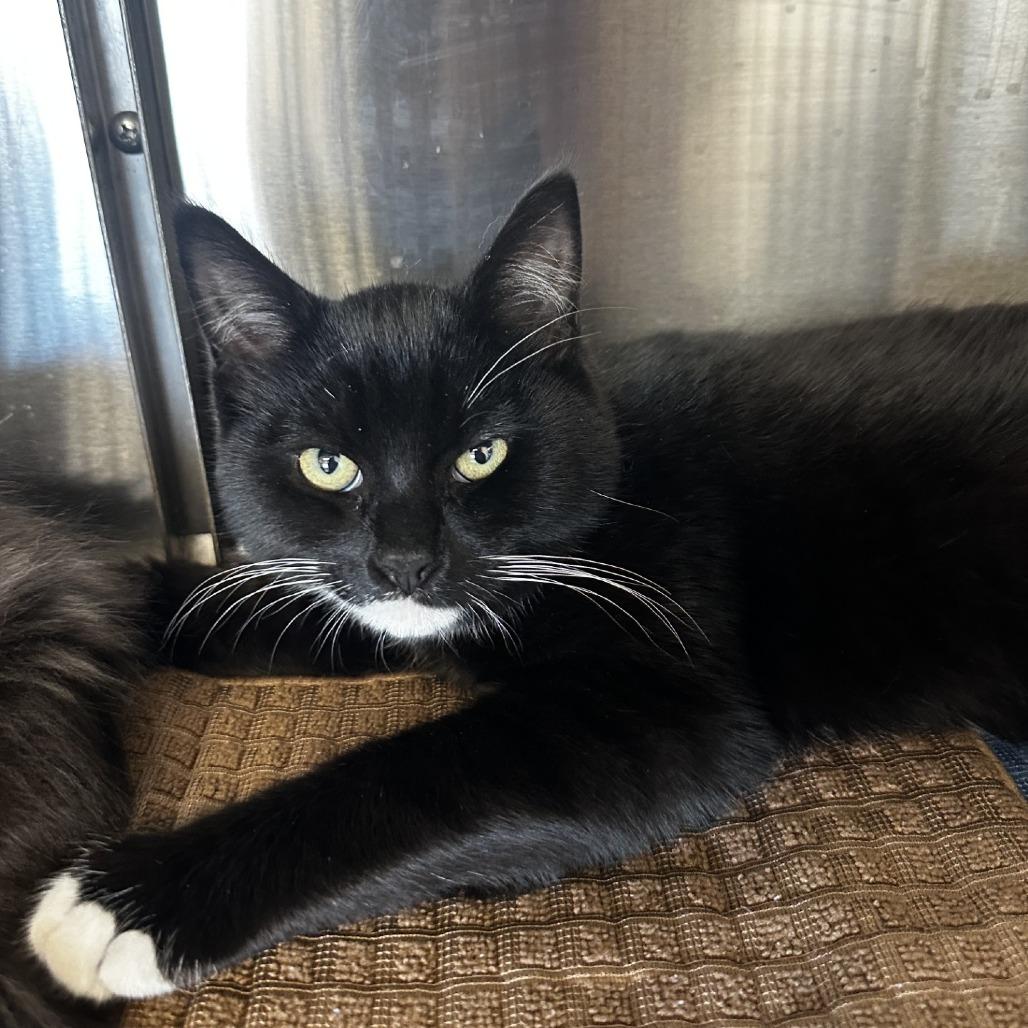 Sam, Adoptable, Kitten Male Domestic Short Hair.