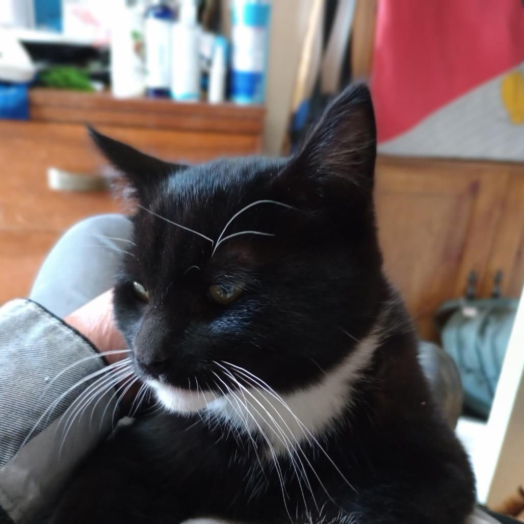 Enlarge Sam, a Adoptable Domestic Short Hair in Ashland, OR image 2/2