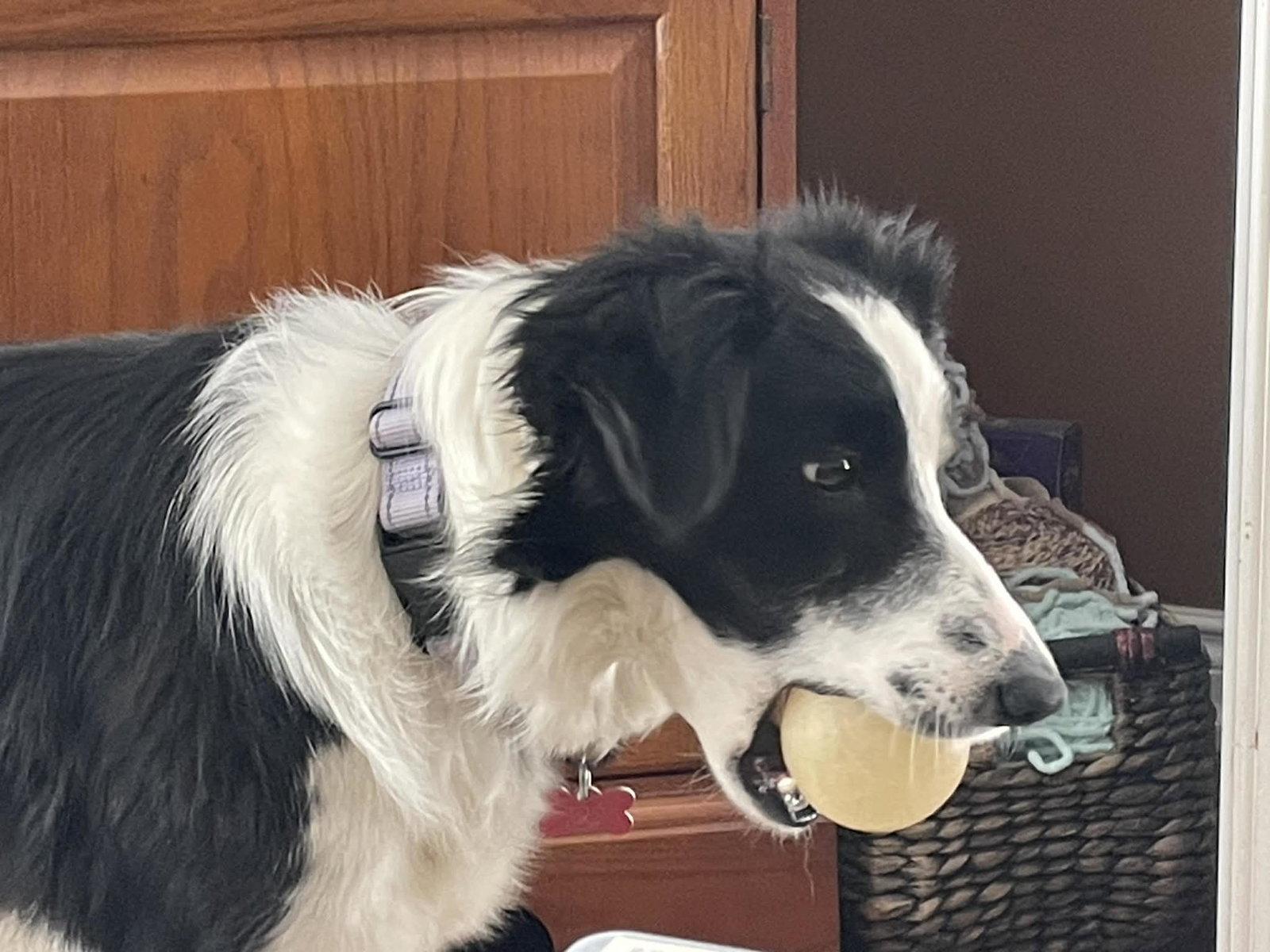 Shelia / Chelly, a Adopted Border Collie in Columbia, MO image 1/2