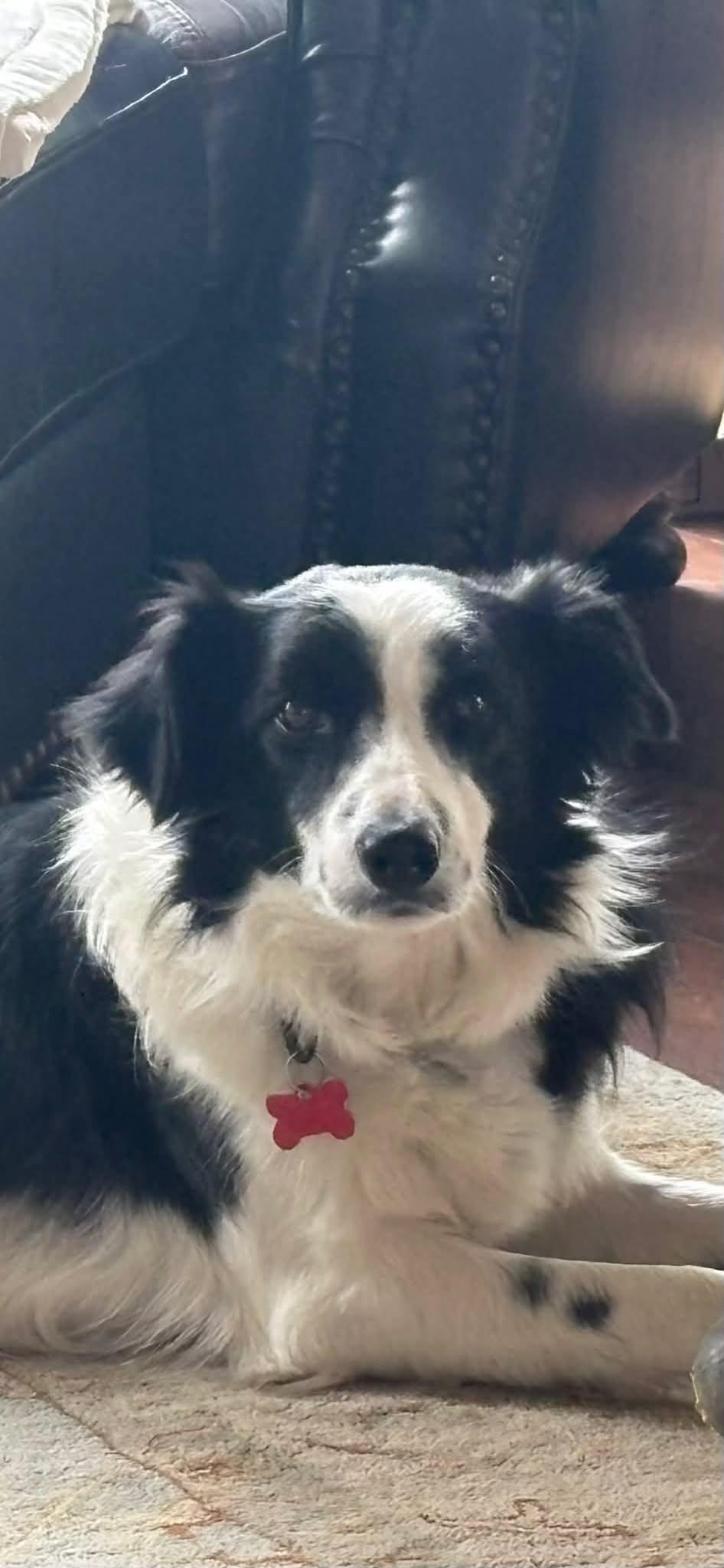 Shelia / Chelly, a Adopted Border Collie in Columbia, MO image 2/2