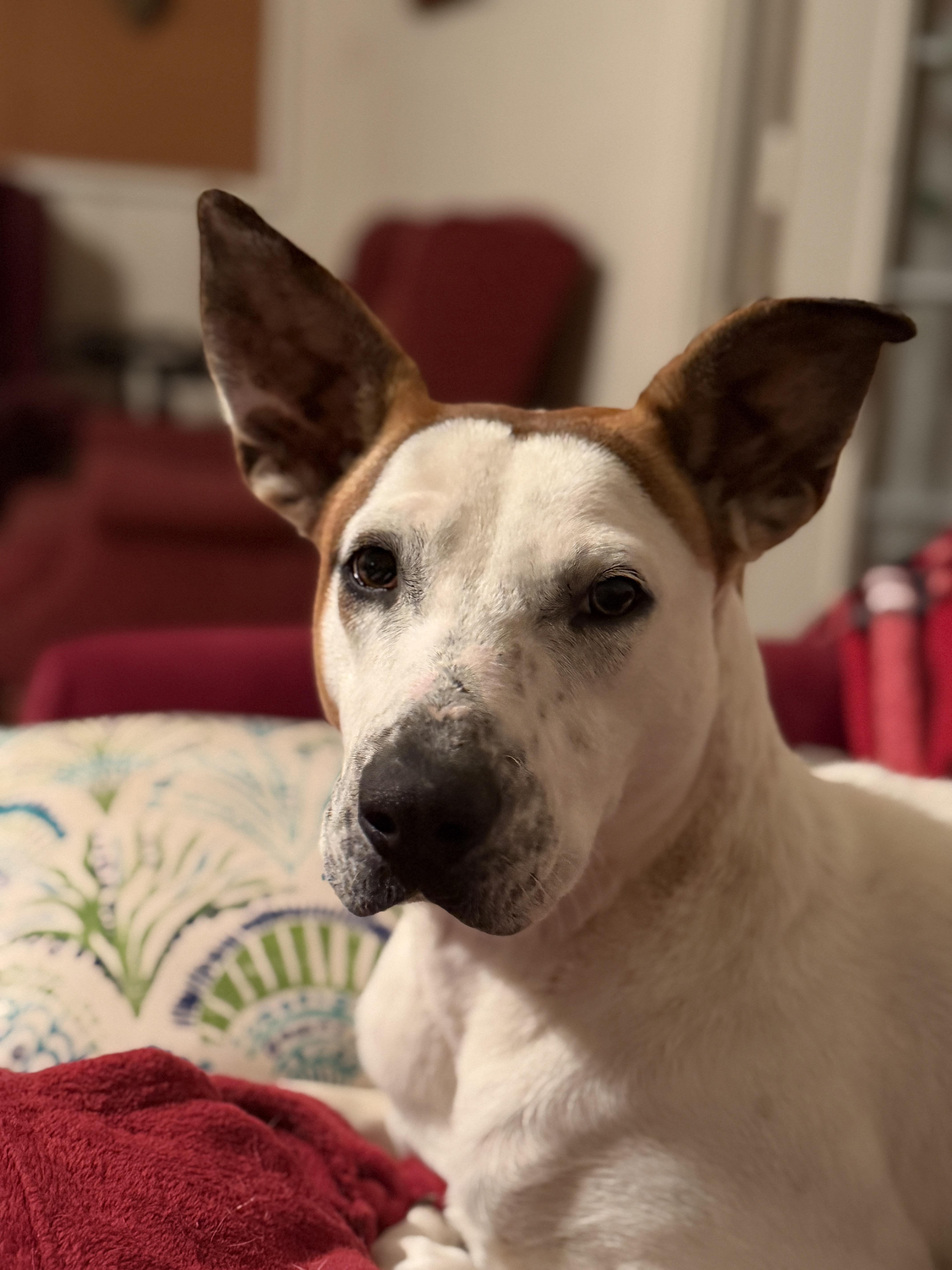 Megan, a ADOPTABLE mixed breed in Hawkins, TX image 3/5