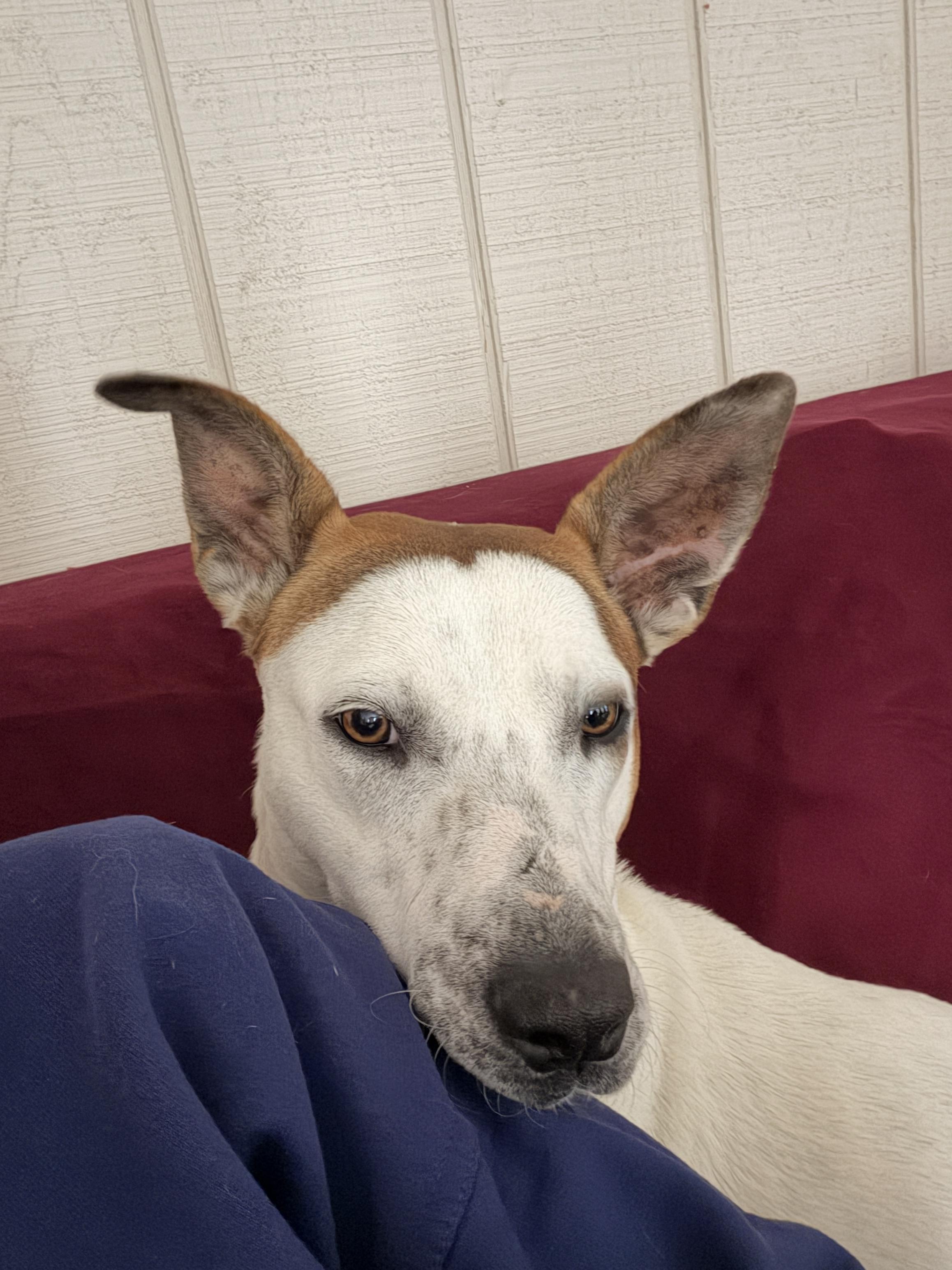 Megan, ADOPTABLE, Adult Female Australian Cattle Dog / Blue Heeler.