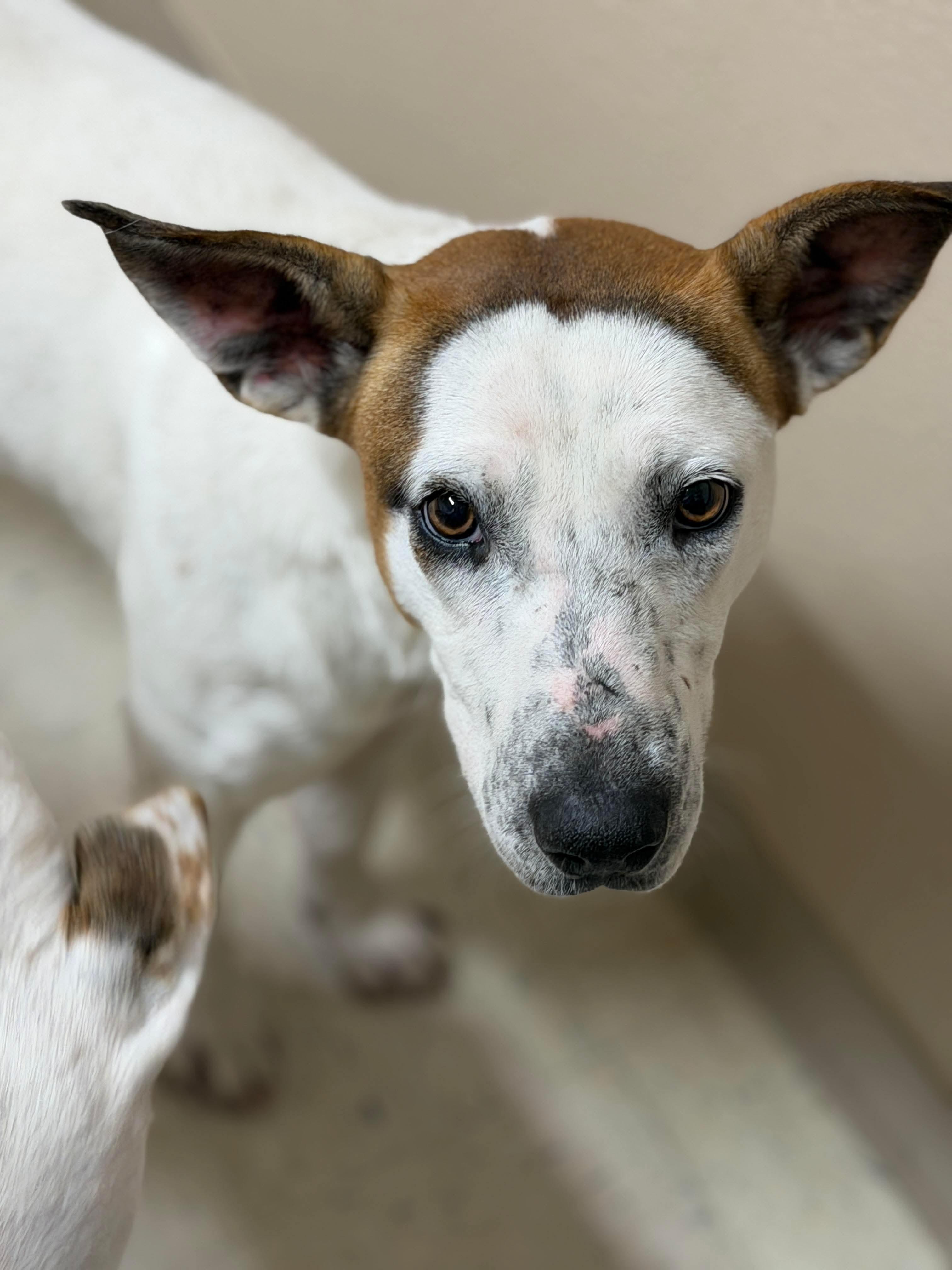 Megan, a ADOPTABLE mixed breed in Hawkins, TX image 4/5