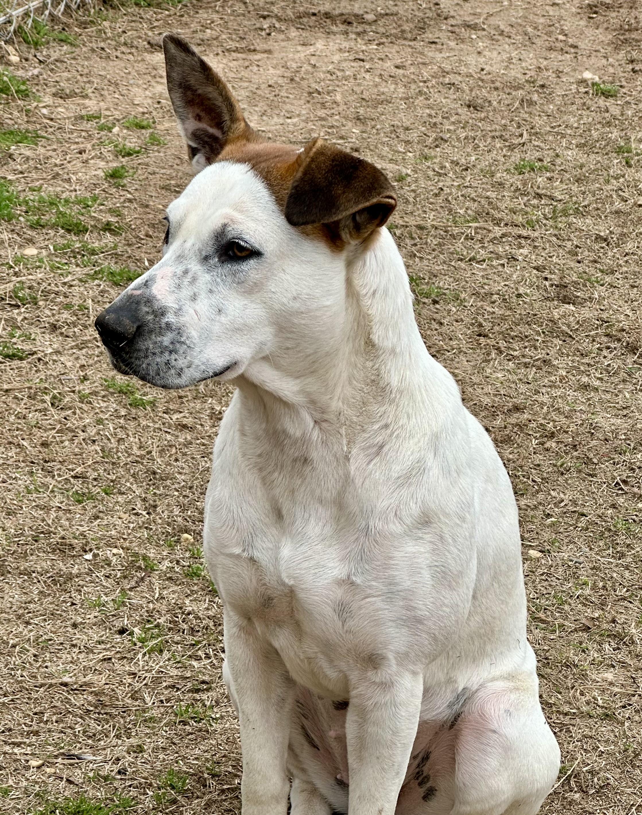 Enlarge Megan, a Adoptable mixed breed in Hawkins, TX image 6/6