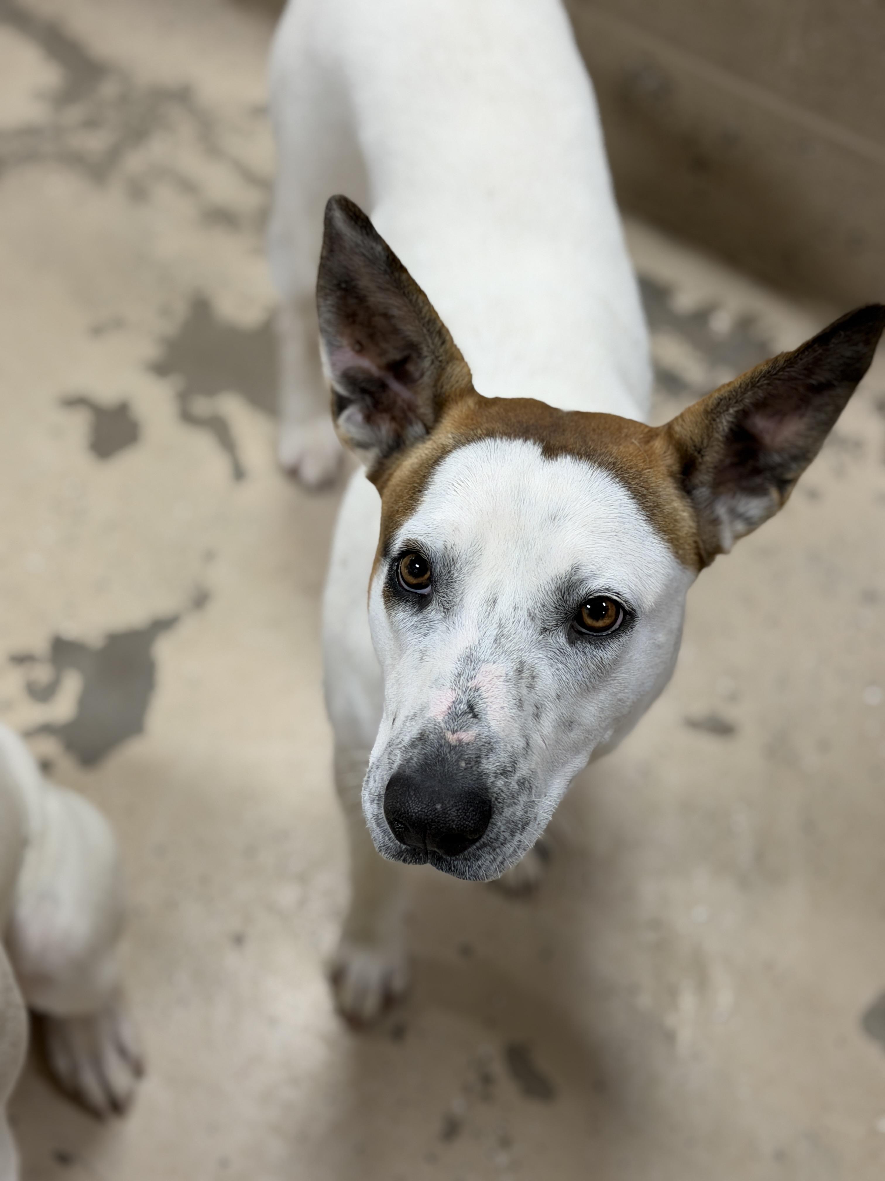 Megan, a ADOPTABLE mixed breed in Hawkins, TX image 2/5