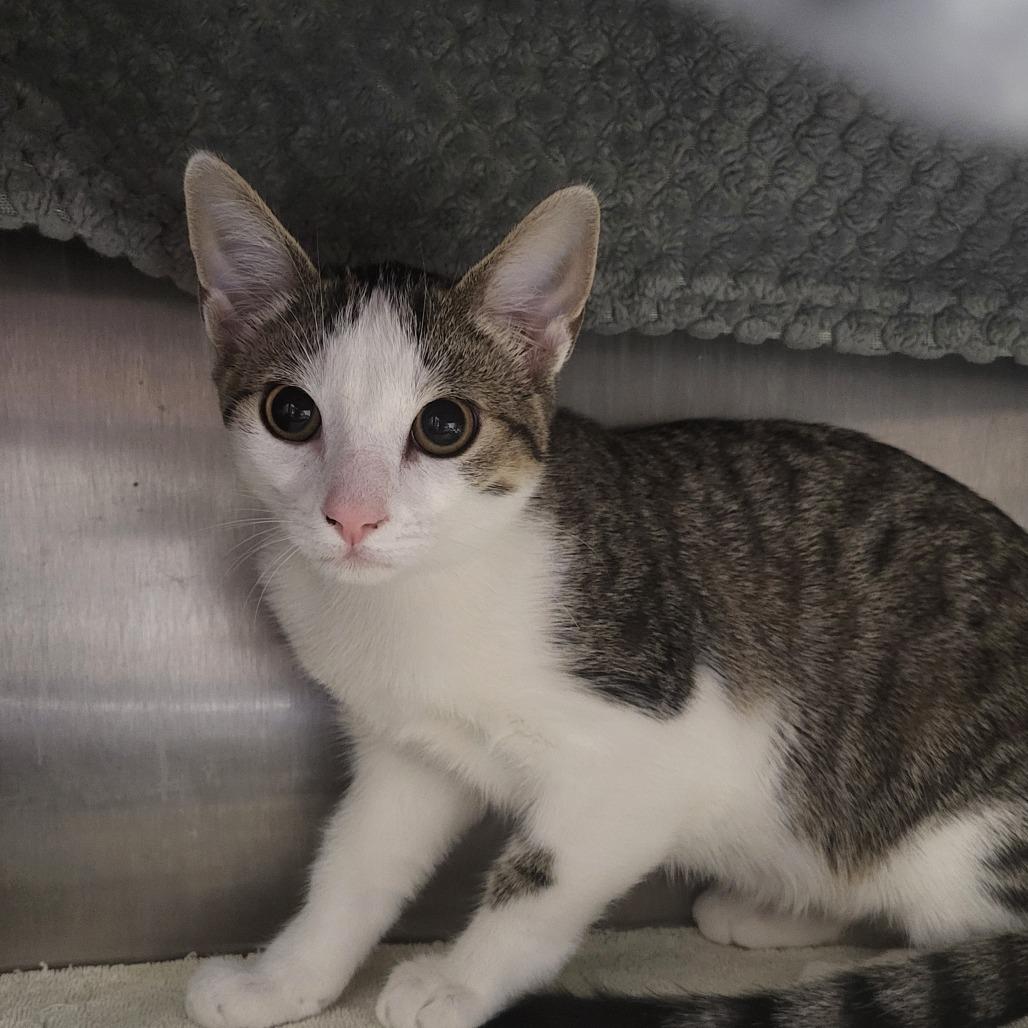 Enlarge Pokey, a Adoptable Domestic Short Hair in Fort Wayne, IN image 1/2