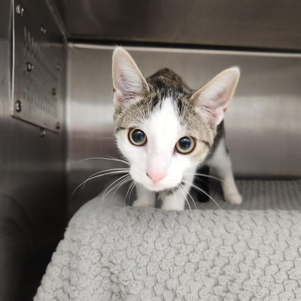 Enlarge Pokey, a Adoptable Domestic Short Hair in Fort Wayne, IN image 2/2