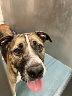 Enlarge RAINIER, a Adoptable mixed breed in Pearland, TX image 1/1
