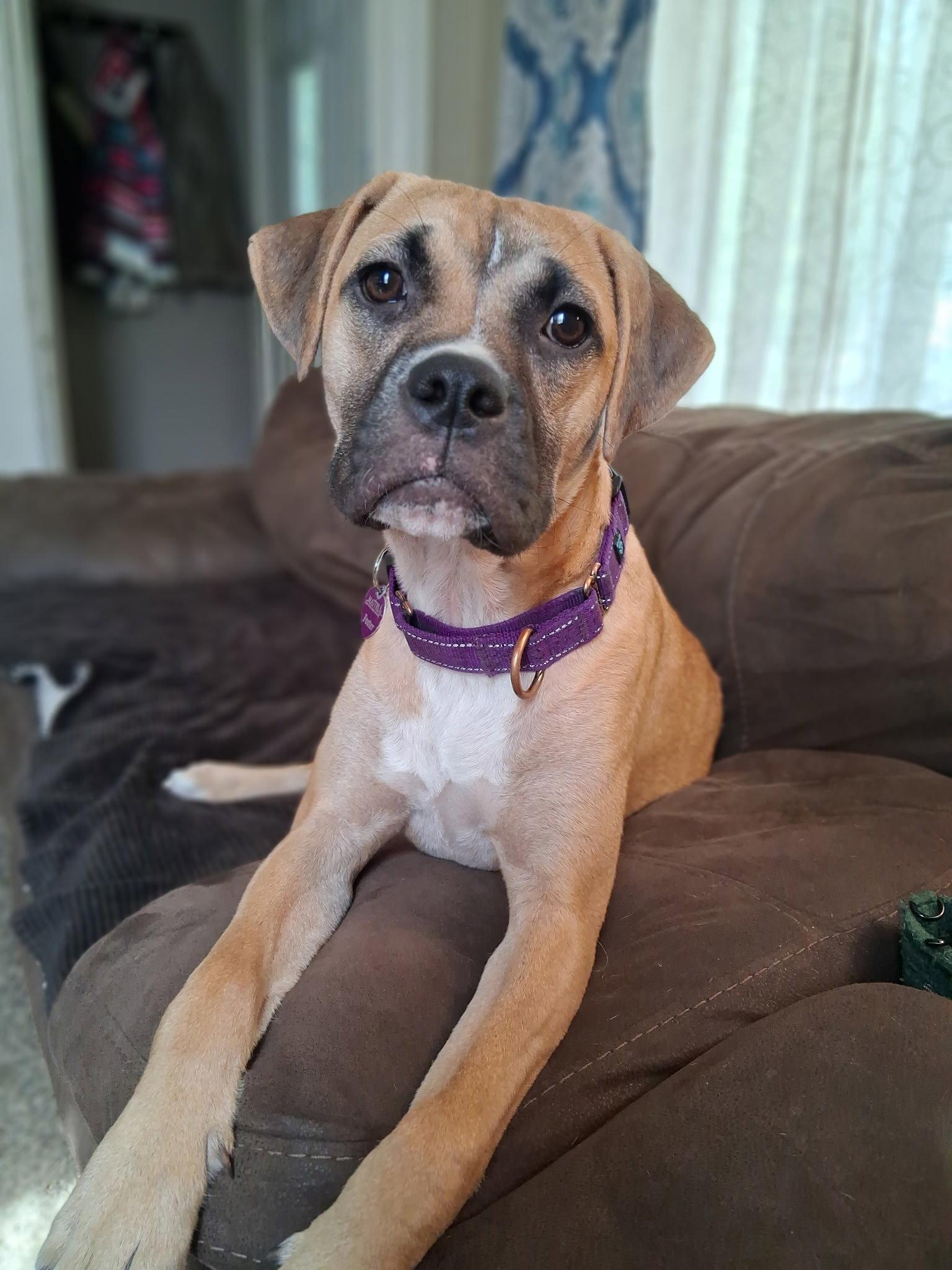 Goofy Goose, Adoptable, Puppy Female Boxer.