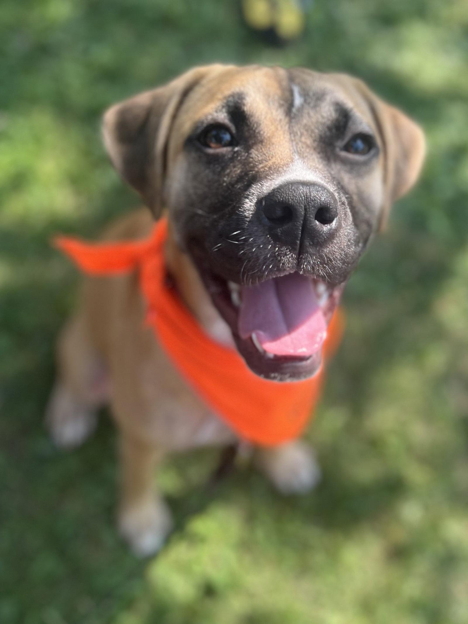 Enlarge Goofy Goose, a Adoptable Boxer in Minneapolis, MN image 1/3