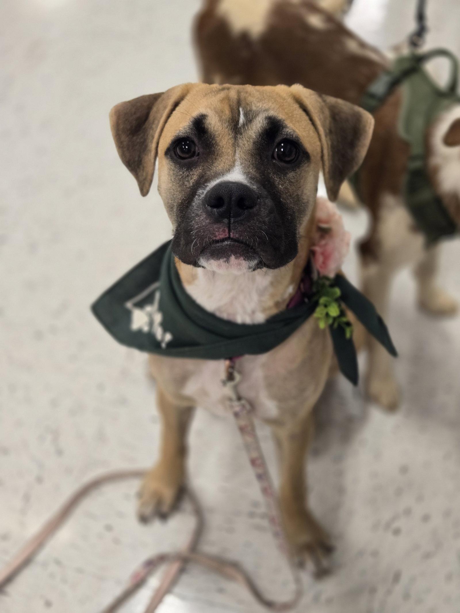 Enlarge Goofy Goose, a Adoptable Boxer in Minneapolis, MN image 2/3