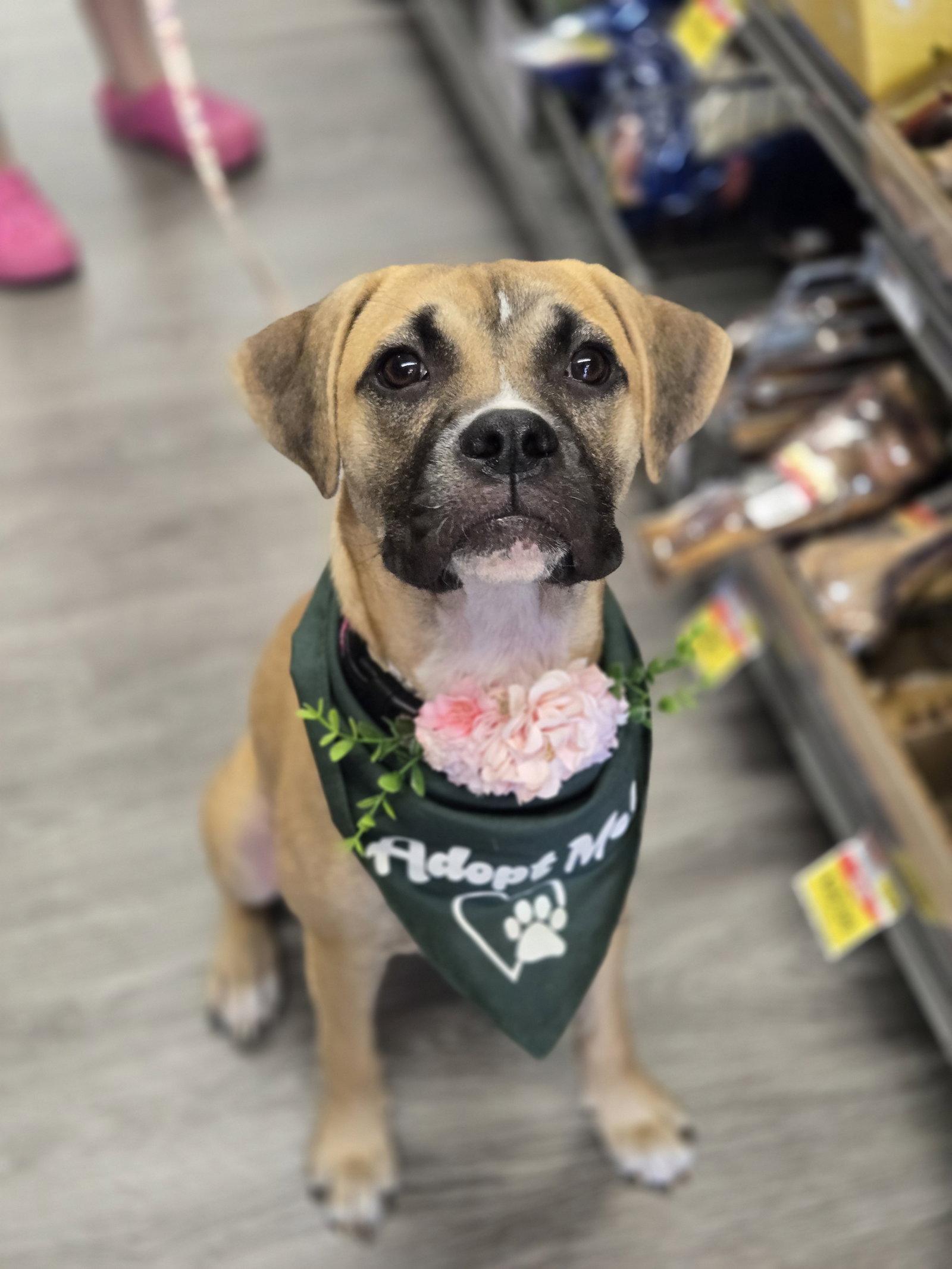 Enlarge Goofy Goose, a Adoptable Boxer in Minneapolis, MN image 3/3