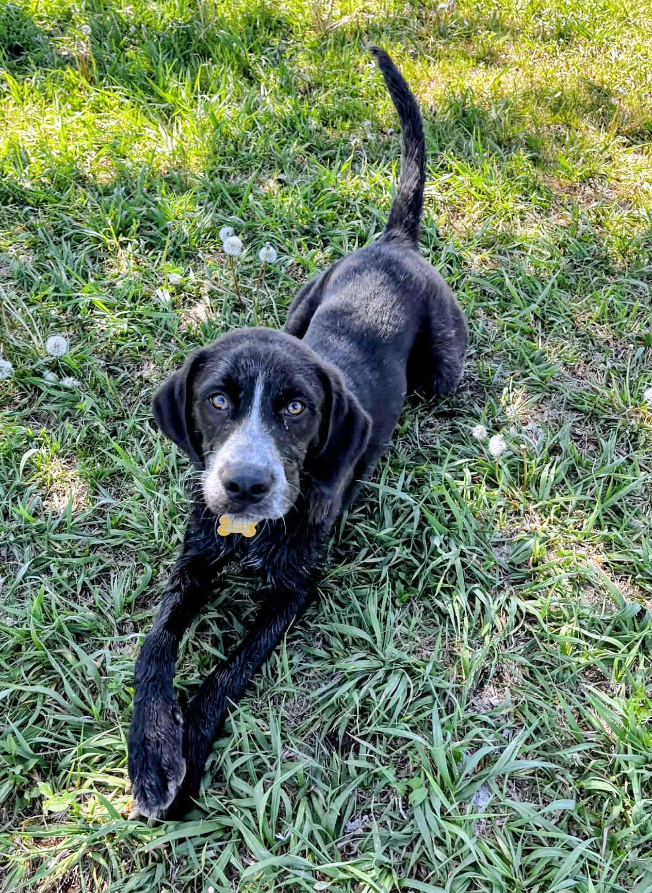OTTO, a ADOPTABLE mixed breed in Lincoln, NE image 4/5