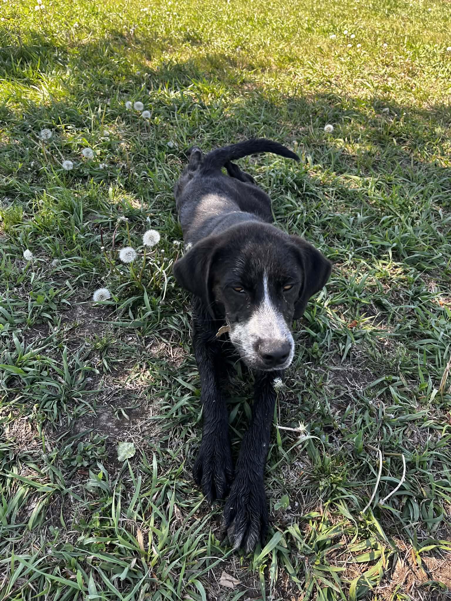 OTTO, a ADOPTABLE mixed breed in Lincoln, NE image 2/5
