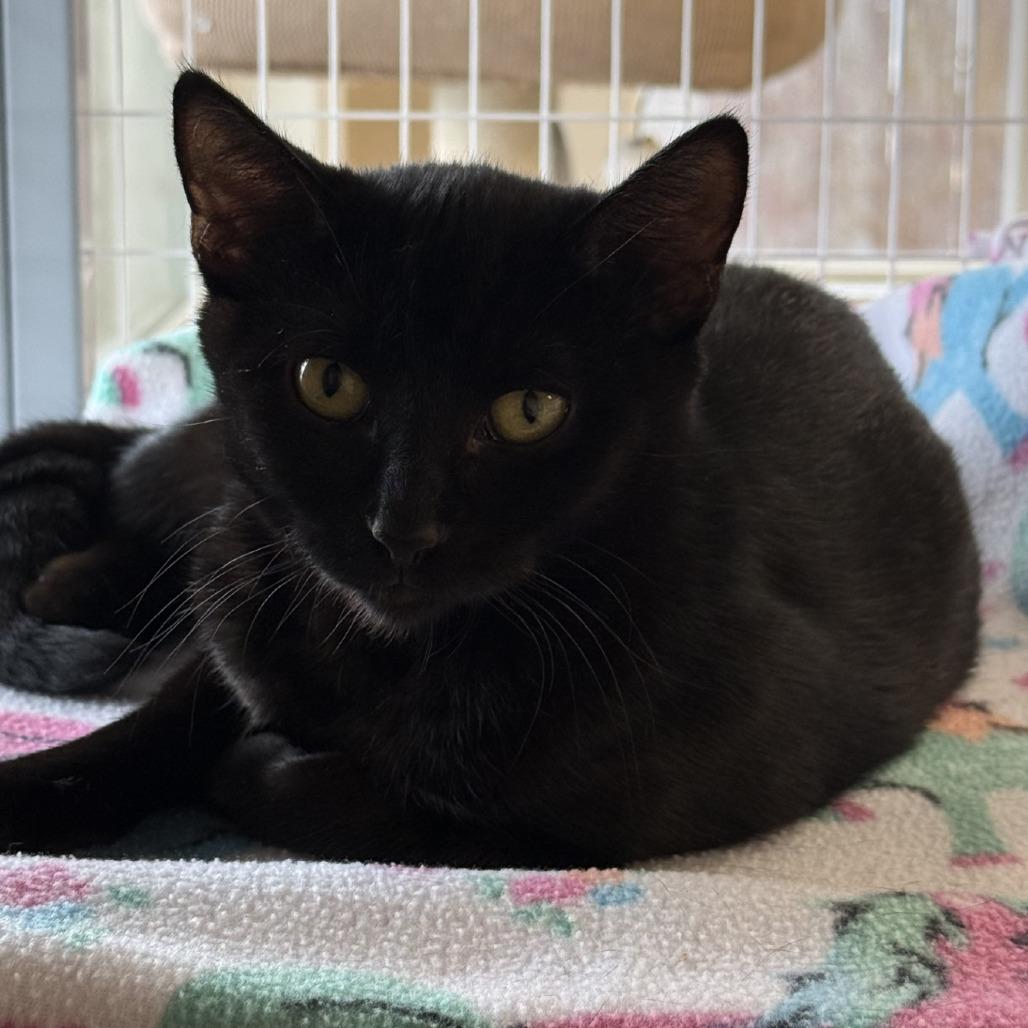 Velvet, Adoptable, Young Female Domestic Short Hair.