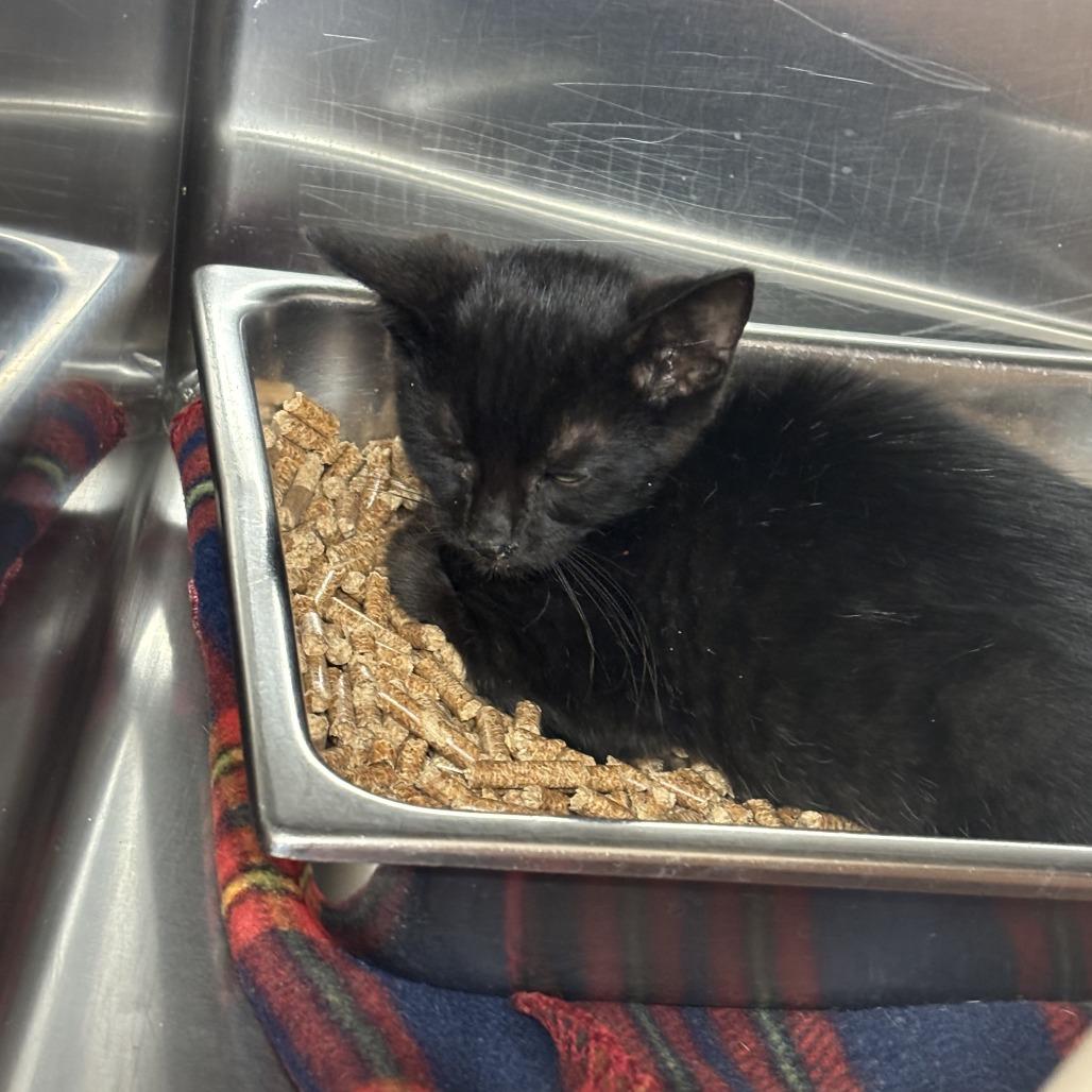 Enlarge Velvet, a Adoptable Domestic Short Hair in Medford, OR image 3/3